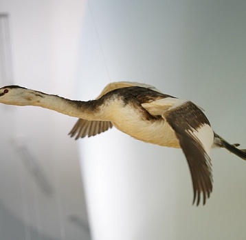 Чомга – птица года